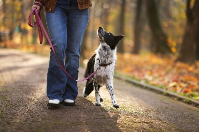 Pfoten und Köpfe - die interaktive Hunderunde